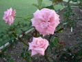 Rose 02
