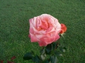 Rose 03
