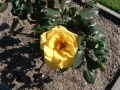 Rose 04