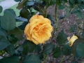 Rose 06