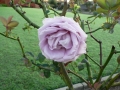 Rose 07