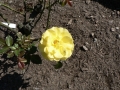 Rose 08