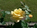 Rose 09