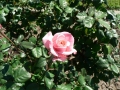 Rose 10