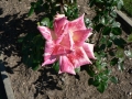 Rose 11