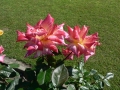 Rose 12