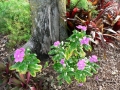 Spring Flowers 02