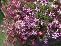 Spring Flowers 04