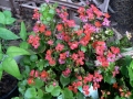 Spring Flowers 05
