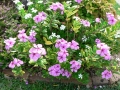 Spring Flowers 06