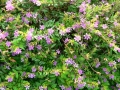 Spring Flowers 08