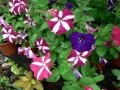 Spring Flowers 01