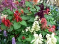 Spring Flowers 03