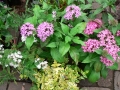 Spring Flowers 07
