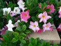 Spring Flowers 09
