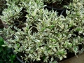 Spring Flowers 11