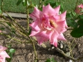 Springtime 01