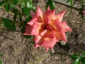 Springtime 02