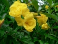 Springtime 05