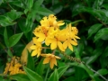 Springtime 11