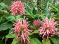 Springtime 13