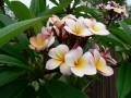 Springtime 15