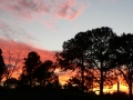Sunrise Splendor15